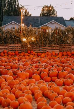 a field full of pumpkins in front of a house