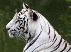 a white tiger sitting in the water with its head turned to look at it's side