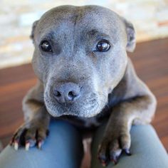 a gray dog sitting on top of a person's leg