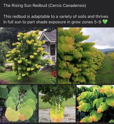 several pictures of different plants and trees in the same area, including one tree with yellow leaves