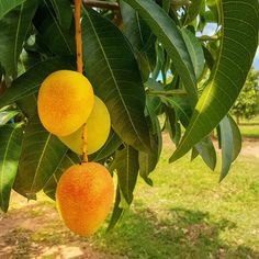 three mangoes hanging from a tree with green leaves