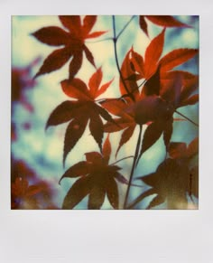 red leaves on a tree in the sun with blue sky behind them, polaroid print