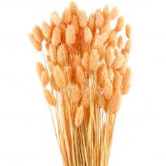 dried wheat stalks in a vase on a white background with clippings for text