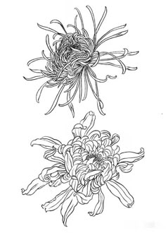 two flowers that are drawn in ink on paper, one is black and the other is white