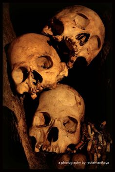 three human skulls are shown in this image