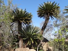 two palm trees in the middle of some rocks and trees with no leaves on them