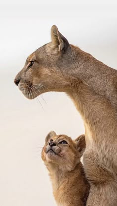 two young lions playing with each other in their natural habitat, while one looks up at the sky