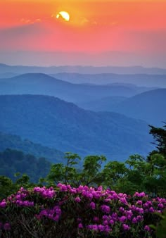 the sun is setting over the mountains with flowers in foreground and pink rhododenish bushes to the side