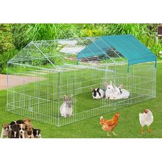 four rabbits in a cage with one chicken and the other two chickens on green grass