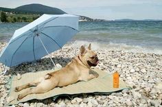 a dog laying on a towel with an umbrella over it's head at the beach