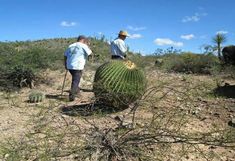 two men standing on top of a large cactus in the middle of a dirt field