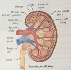 the cross section of the kidney is labeled in red and contains all the major vessels