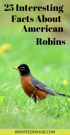 a bird sitting in the grass with text overlay reading 25 interesting fact about american robins