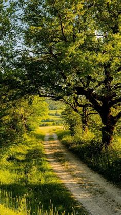 a dirt road surrounded by green trees and grass on either side of it is a tree lined path