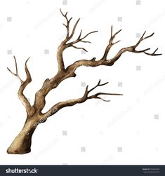 an old dead tree with no leaves on it, isolated against a white sky background