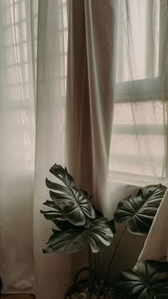 a plant sitting in front of a window next to a white drapes and curtains