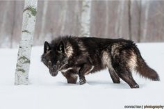 a wolf standing next to a tree in the snow