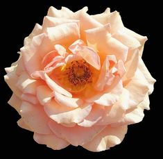 a pink rose is blooming on a black background