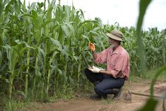 a man kneeling down in front of a corn field holding an item with one hand