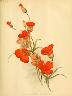 an illustration of red flowers with green stems and buds on a white background, from the natural history of plants