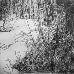 black and white photograph of snow covered ground with plants in the foreground, near water