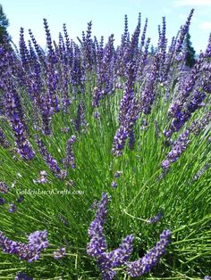 purple flowers are growing in the grass