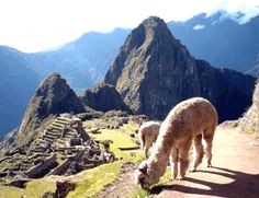 two llamas are eating grass on the side of a mountain trail in peru