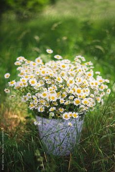 a bucket full of daisies sitting in the grass