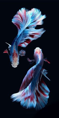 two siamese fish with red, white and blue tails