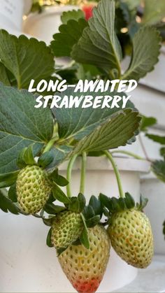 Difficulty: Easy

 


 • A smart pot(help your planting easily)
 • strawberry seeds
 • wait for its havest
 • eat your own strawberry Strawberry Seeds, Strawberry Seed, Easy A, Seeds, Fruit, Plants