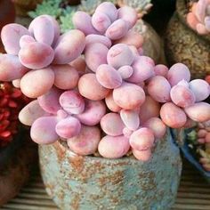 small pink succulents are growing out of an old potted planter