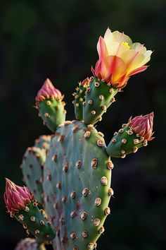 a cactus with yellow and red flowers on it