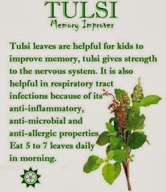 Tulsi Tea, Tulsi Plant, Holy Basil, Improve Memory, Healing Herbs, Medicinal Herbs