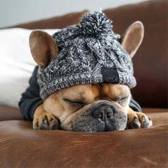 a small dog wearing a knitted hat on top of a brown leather couch with its eyes closed