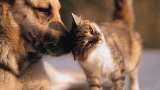 a dog and cat face to face with each other in front of a blurry background