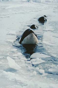 three ducks are swimming in the water on some ice floets and there is no image here to provide a caption for