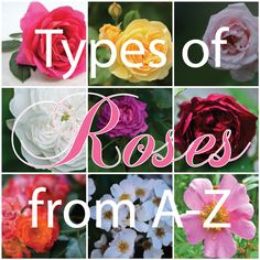 several different types of roses are shown with the words, from a to z on them