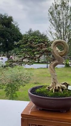 a bonsai tree in a pot on top of a table