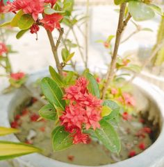 small red flowers in a white pot with green leaves on the outside and pink blooms on the inside