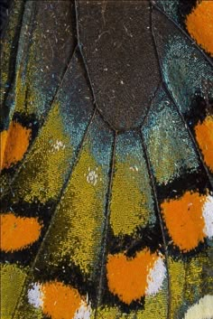 the underside of a butterfly's wing with orange and black spots