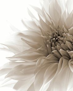 a black and white photo of a large flower in sepia toned photograph with soft focus to the center