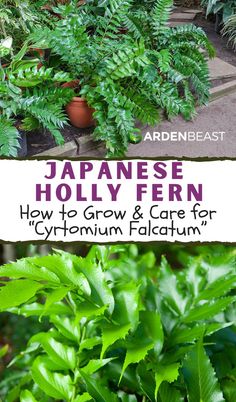 japanese holly fern and how to grow & care for cytonium falcatum