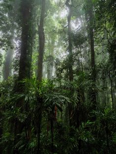 the forest is filled with lots of trees and plants