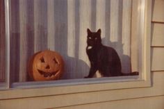 a black cat sitting on top of a window sill next to a jack o lantern