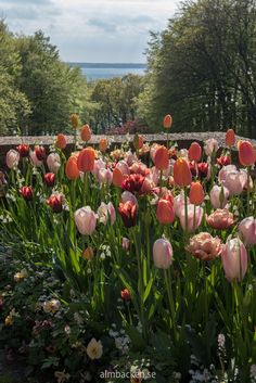 many pink and white flowers in a garden with trees on the other side, near water