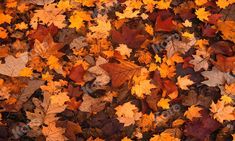 many different colored leaves on the ground