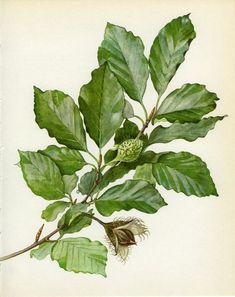 a drawing of a branch with leaves and buds