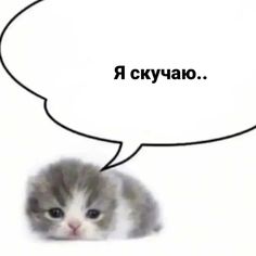 a small kitten sitting in front of a speech bubble with the words russian on it