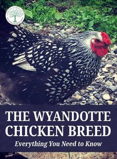 the wyandootee chicken breed everything you need to know