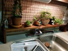 several potted plants sit on a shelf above a kitchen sink